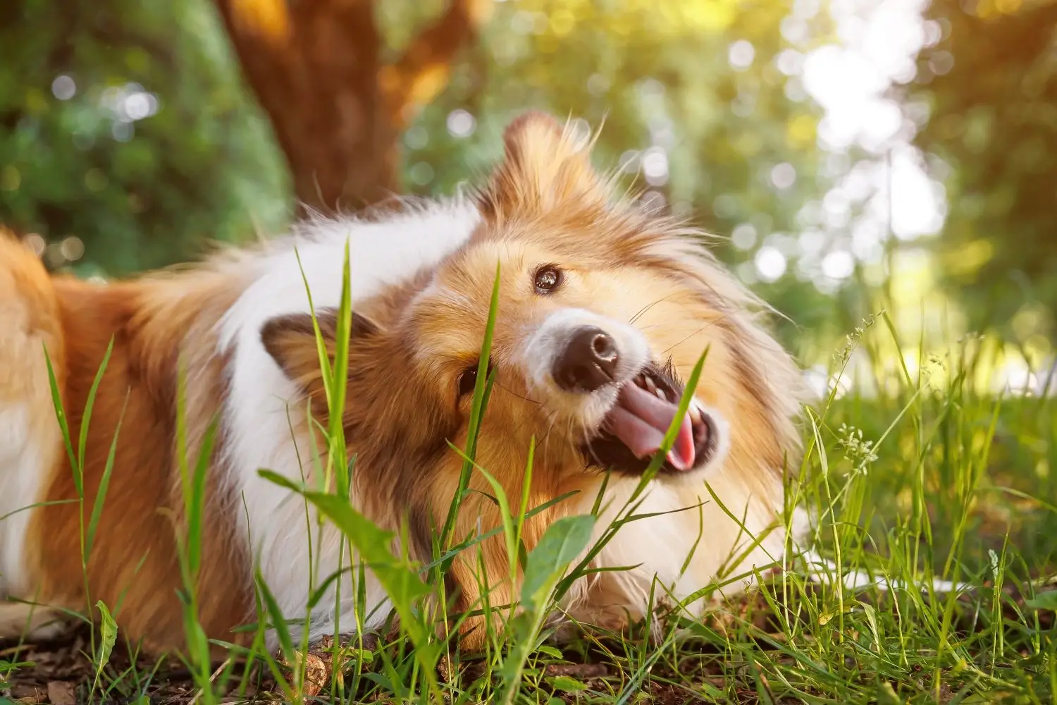 Why Do Dogs Sometimes Eat Grass? - The Pets Table