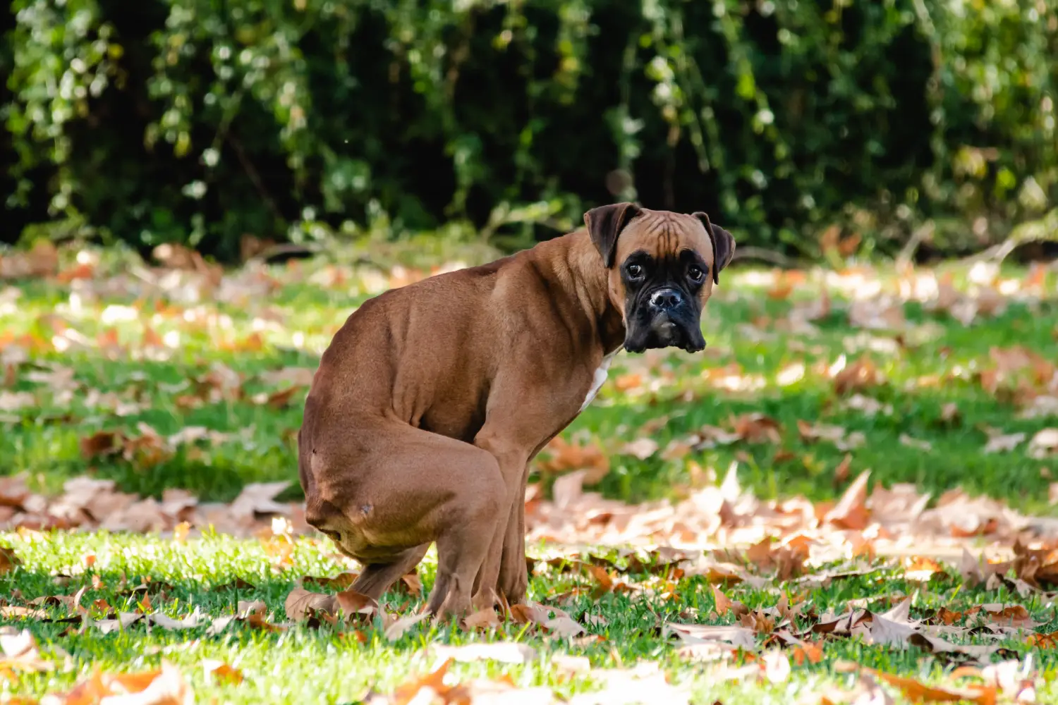 Why is My Dog Having Poop Accidents: Causes & Quick Fixes